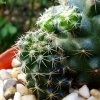 Copiapoa_ humilis _ssp.humilis 'maritima' KK1709_ 07